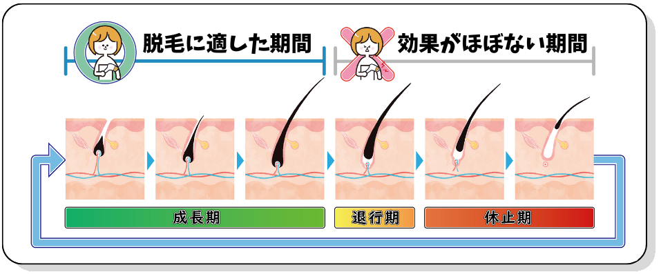 毛周期と脱毛効果